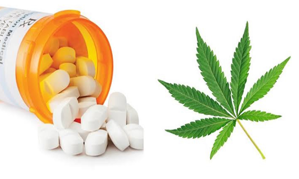 オピオイド危機と医療大麻